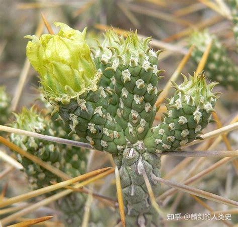 仙人掌功能|仙人掌（仙人掌科仙人掌属植物）